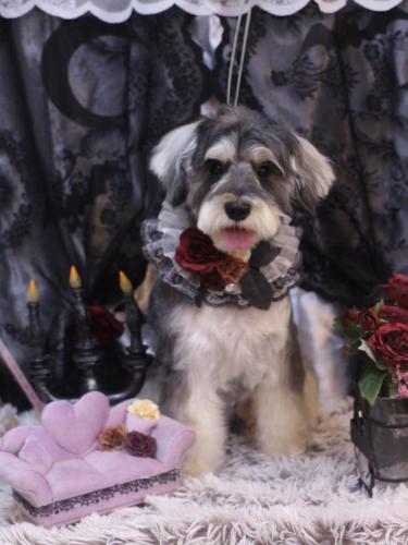 20231027パピコくん